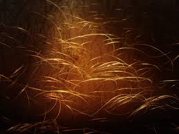 hair transplant clinic