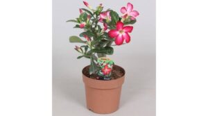 sivatagi rózsa eladó